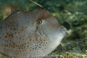 Orange Filefish looked at me with intelligence in it's eyes. by Suzan Meldonian 